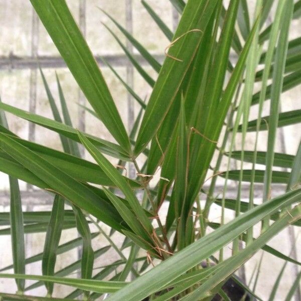 Phoenix canariensis Levél