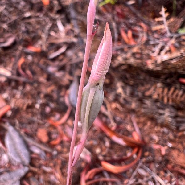 Caladenia catenata Meyve