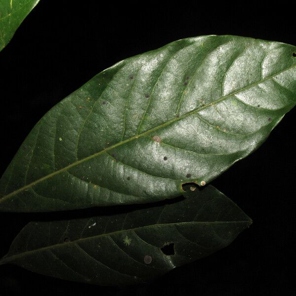 Ocotea floribunda Leaf