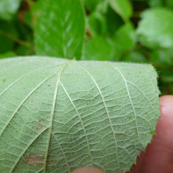 Rubus koehleri Altres