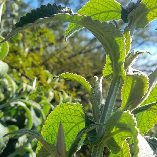 Buddleja stachyoides برگ