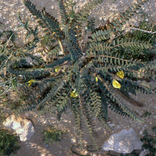 Astragalus caprinus Vekstform
