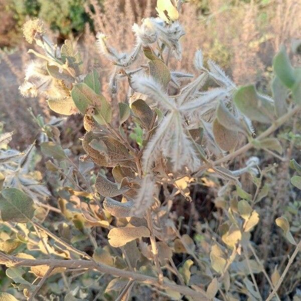 Guiera senegalensis Flower