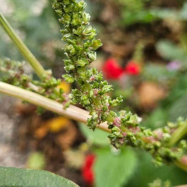 Amaranthus viridis Virág