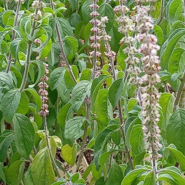 Ocimum kilimandscharicum Habit