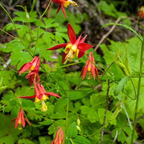 Aquilegia formosa Natur