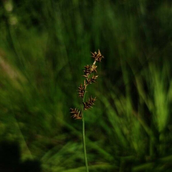 Carex elongata Цвят