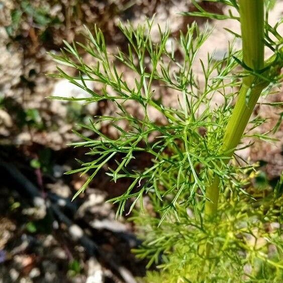 Visnaga daucoides 葉