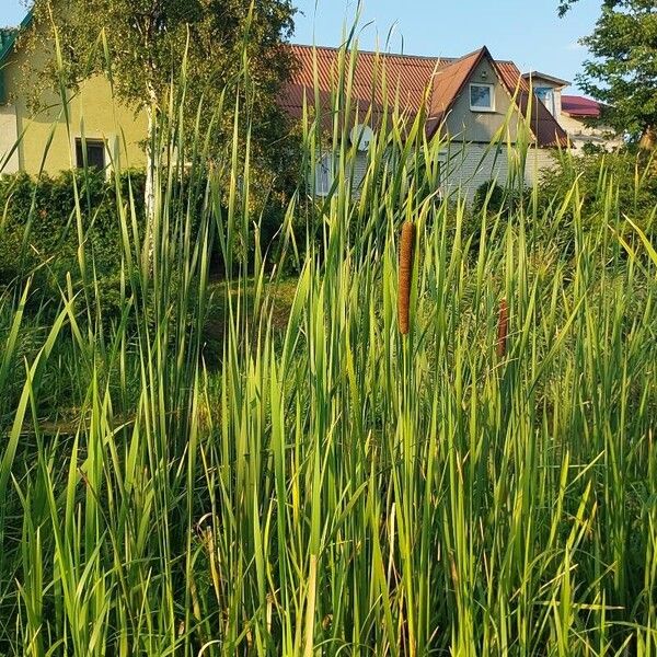 Typha angustifolia ഇല