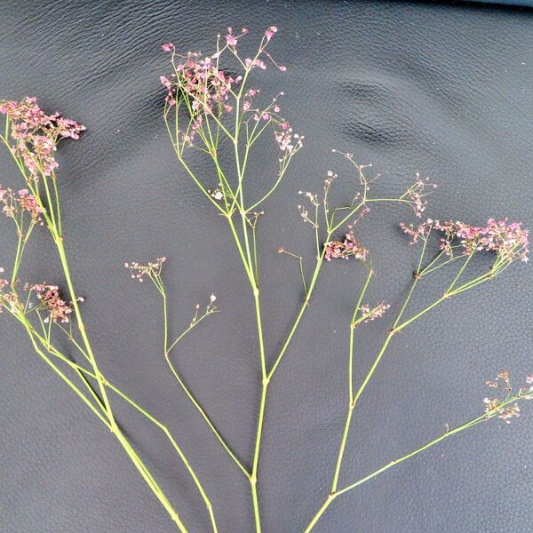 Gypsophila paniculata Yeri