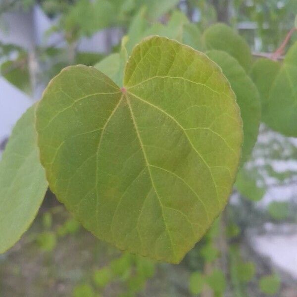 Cercidiphyllum japonicum Yaprak