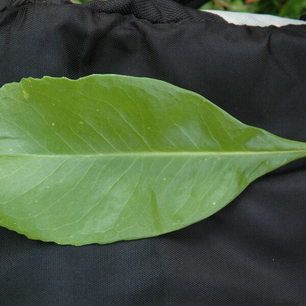 Scaevola taccada Leaf