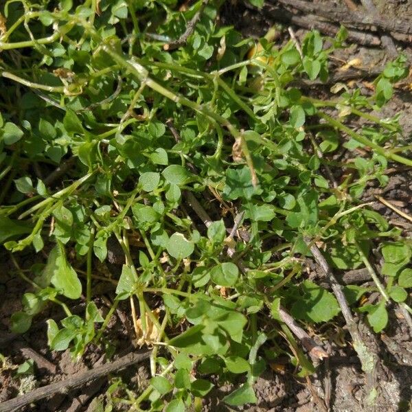 Stellaria apetala Leaf