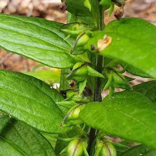 Melampyrum sylvaticum Fruit