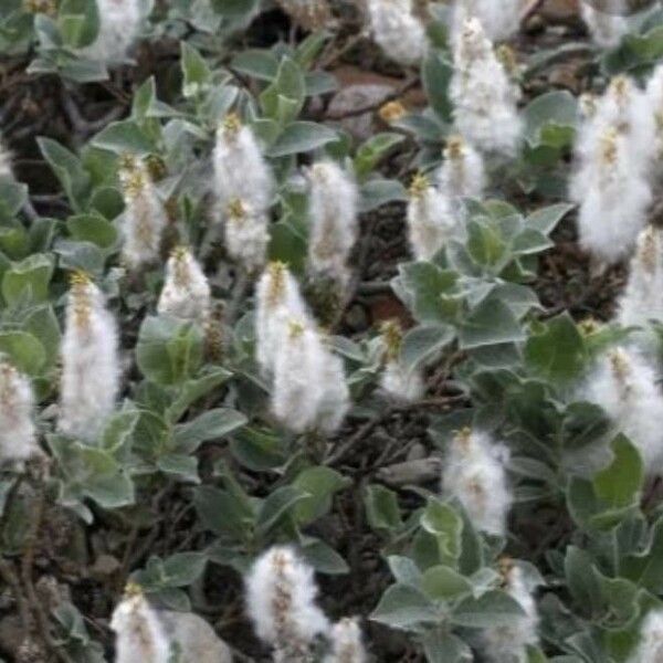 Salix lanata Flor