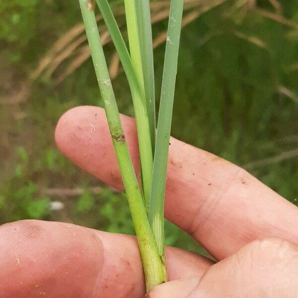 Bolboschoenus maritimus 葉