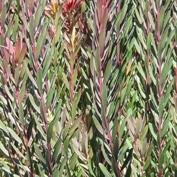 Leucadendron salignum Folio