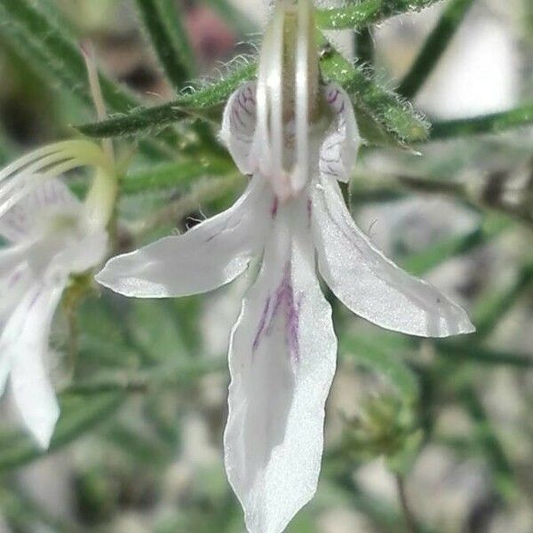 Teucrium pseudochamaepitys Flors