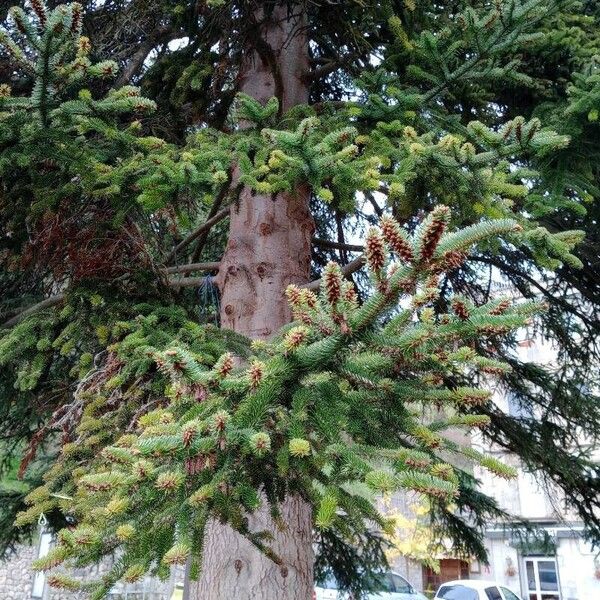 Abies pinsapo 葉