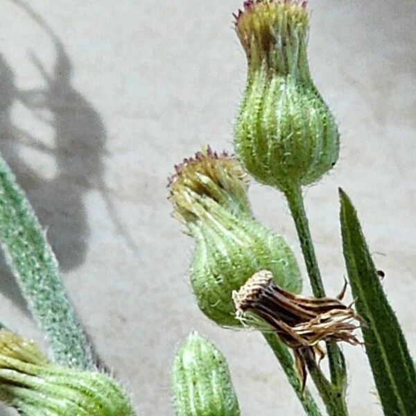 Erigeron sumatrensis Floro