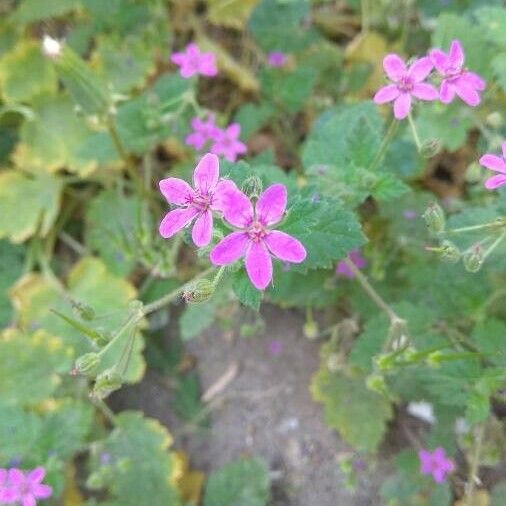 Erodium malacoides Flor