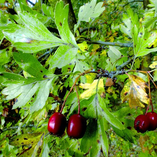 Crataegus rhipidophylla Fruit