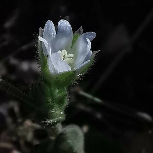 Cerastium brachypetalum Flower