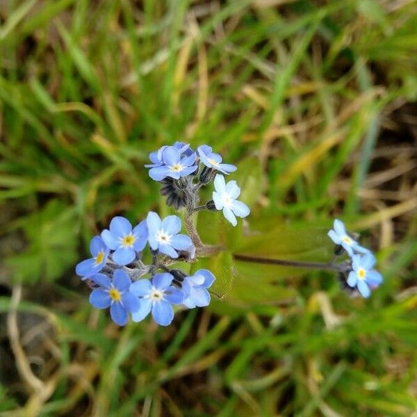 Myosotis arvensis Flower