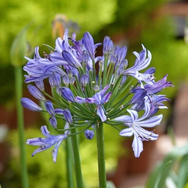 Agapanthus praecox Blüte