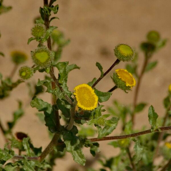 Pulicaria vulgaris Blad