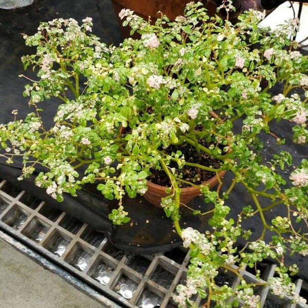 Pilea microphylla Habitus