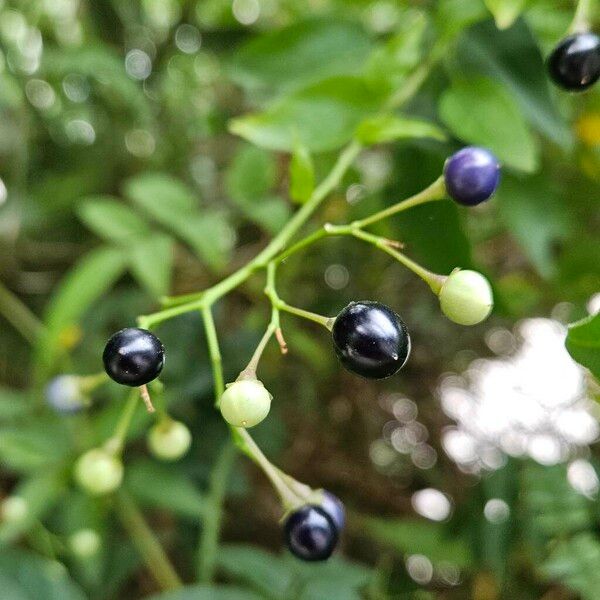 Jasminum polyanthum Fruit