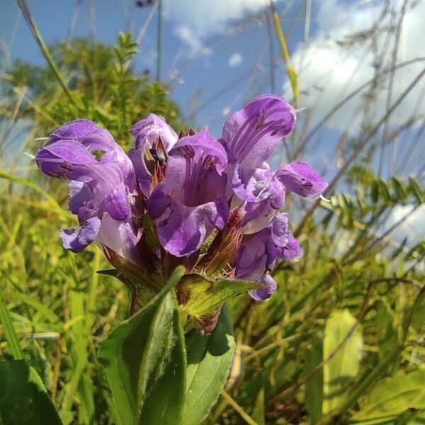 Prunella grandiflora Blomma