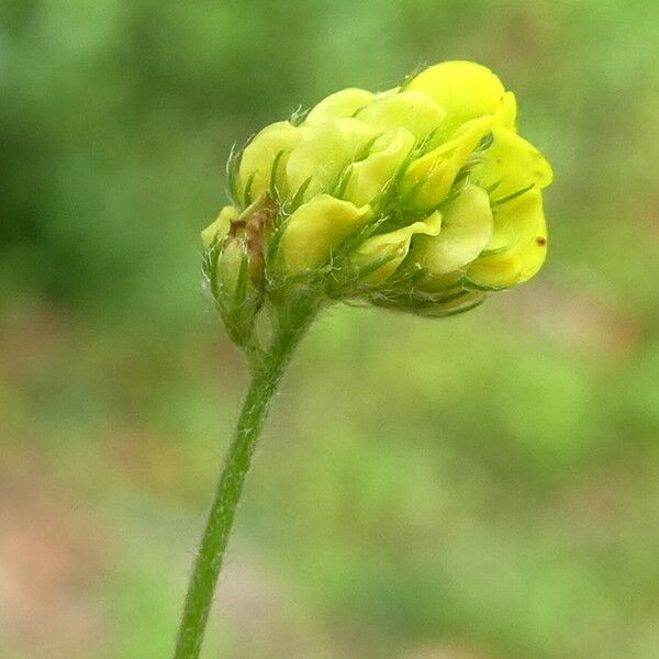 Medicago lupulina ফুল