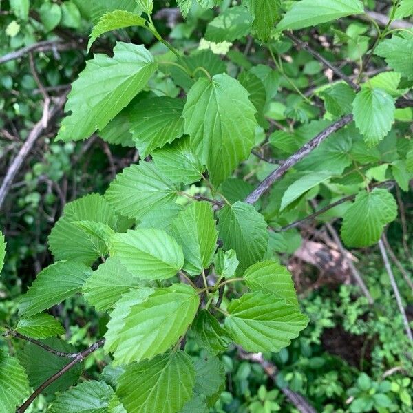 Viburnum dentatum Leaf