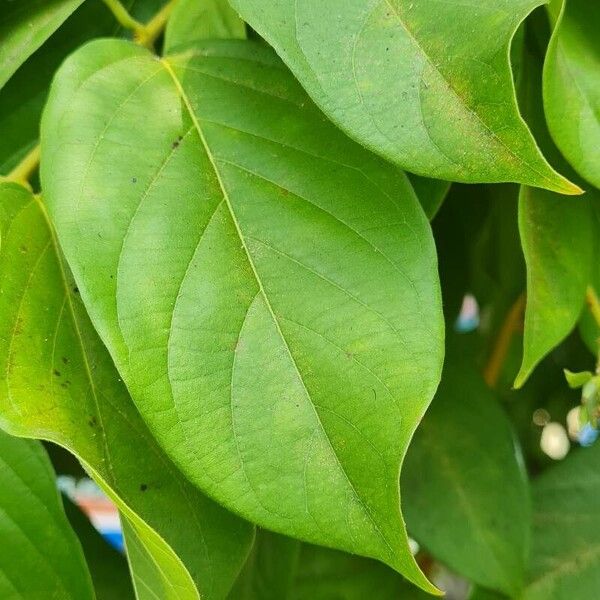 Combretum indicum Leaf