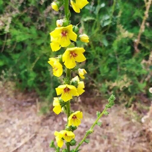 Verbascum virgatum Flor