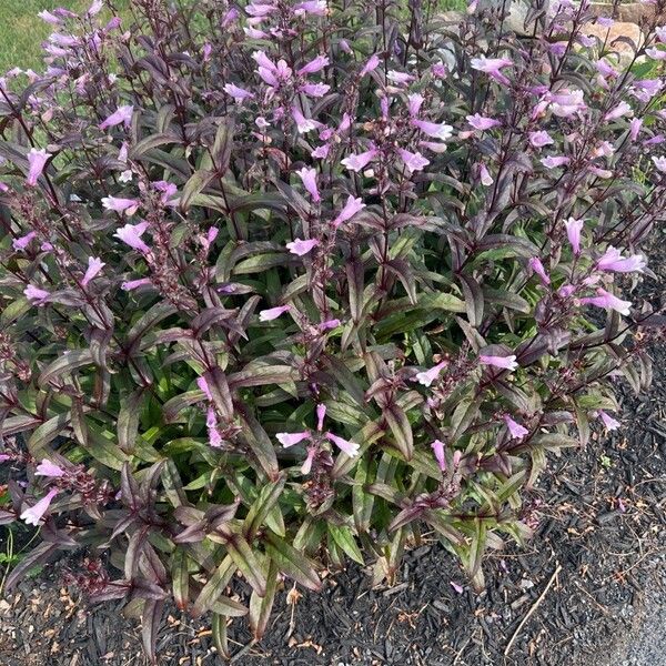 Penstemon digitalis Kukka