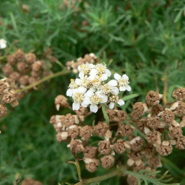 Achillea chamaemelifolia 花