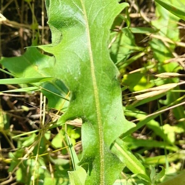 Andryala integrifolia 叶