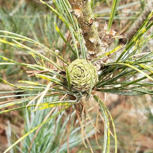 Pinus cembra Fruit