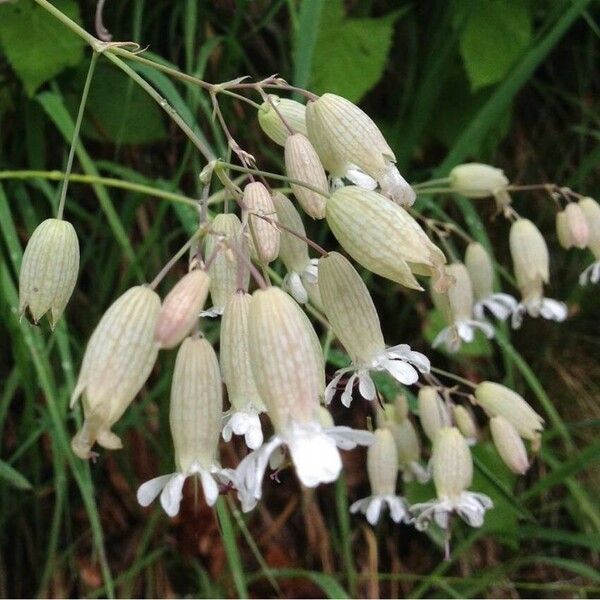 Silene vulgaris Flor