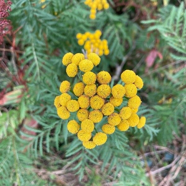 Tanacetum vulgare Kwiat