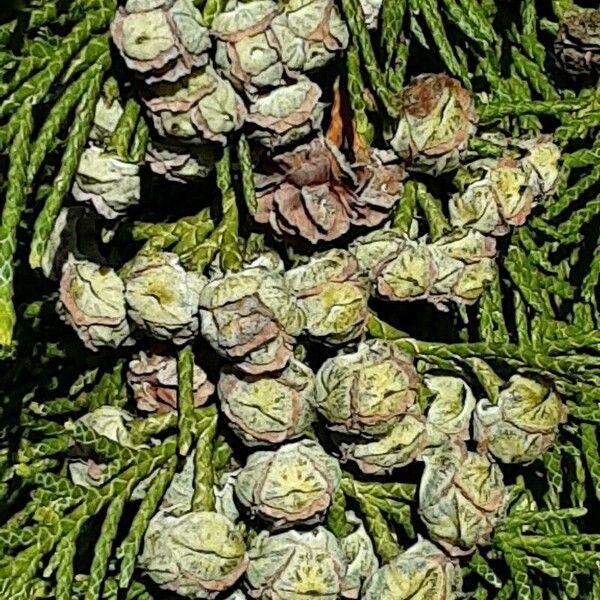 Thuja occidentalis Плод