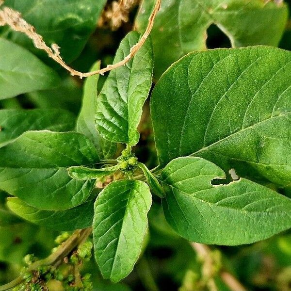 Amaranthus viridis Leaf