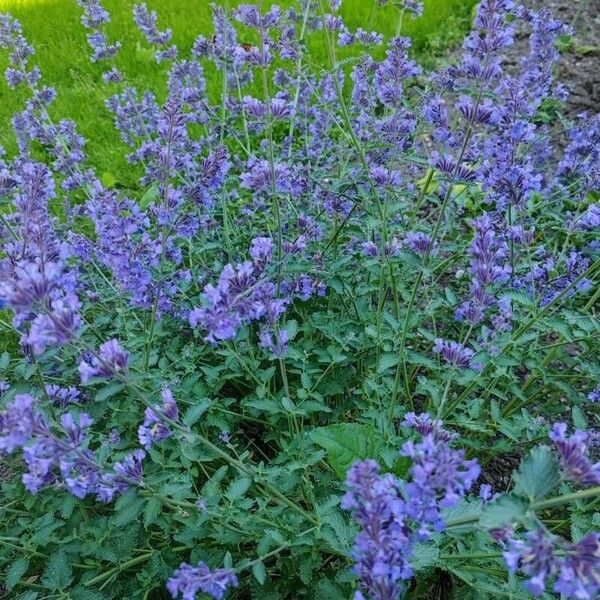 Salvia officinalis Blüte