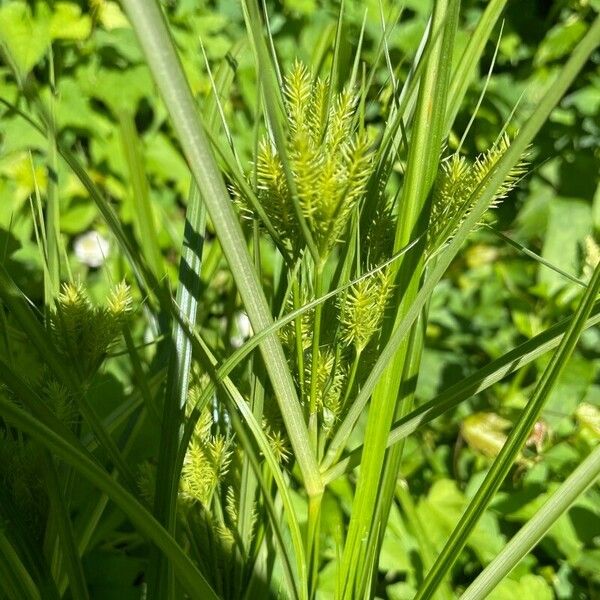 Cyperus strigosus Φύλλο