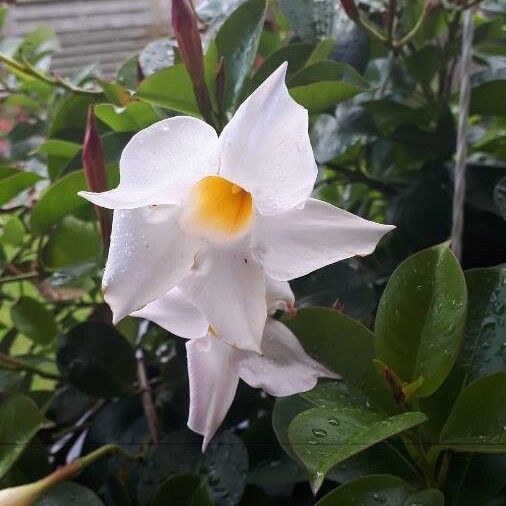 Mandevilla laxa Fiore