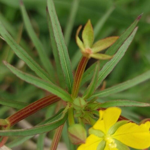 Ludwigia octovalvis Fruchs