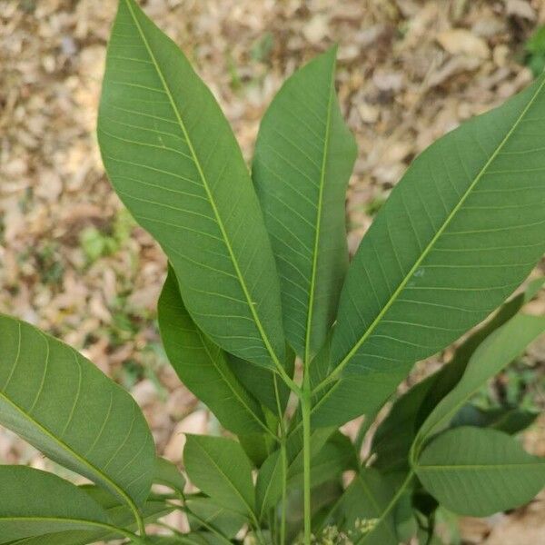 Hevea brasiliensis Liść